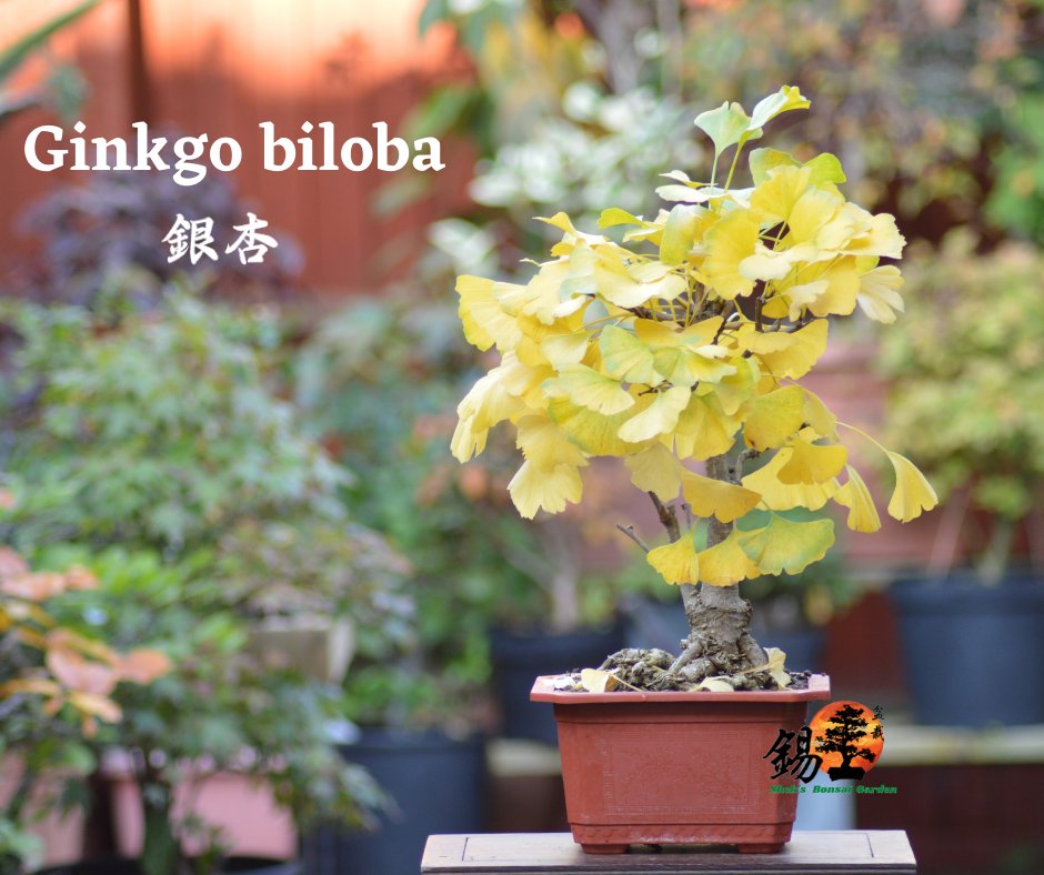 Shek_Bonsai's tweet photo. Completely changed into the colors of Autumn ~ Ginkgo biloba 銀杏 https://t.co/PiDYnI7Skj