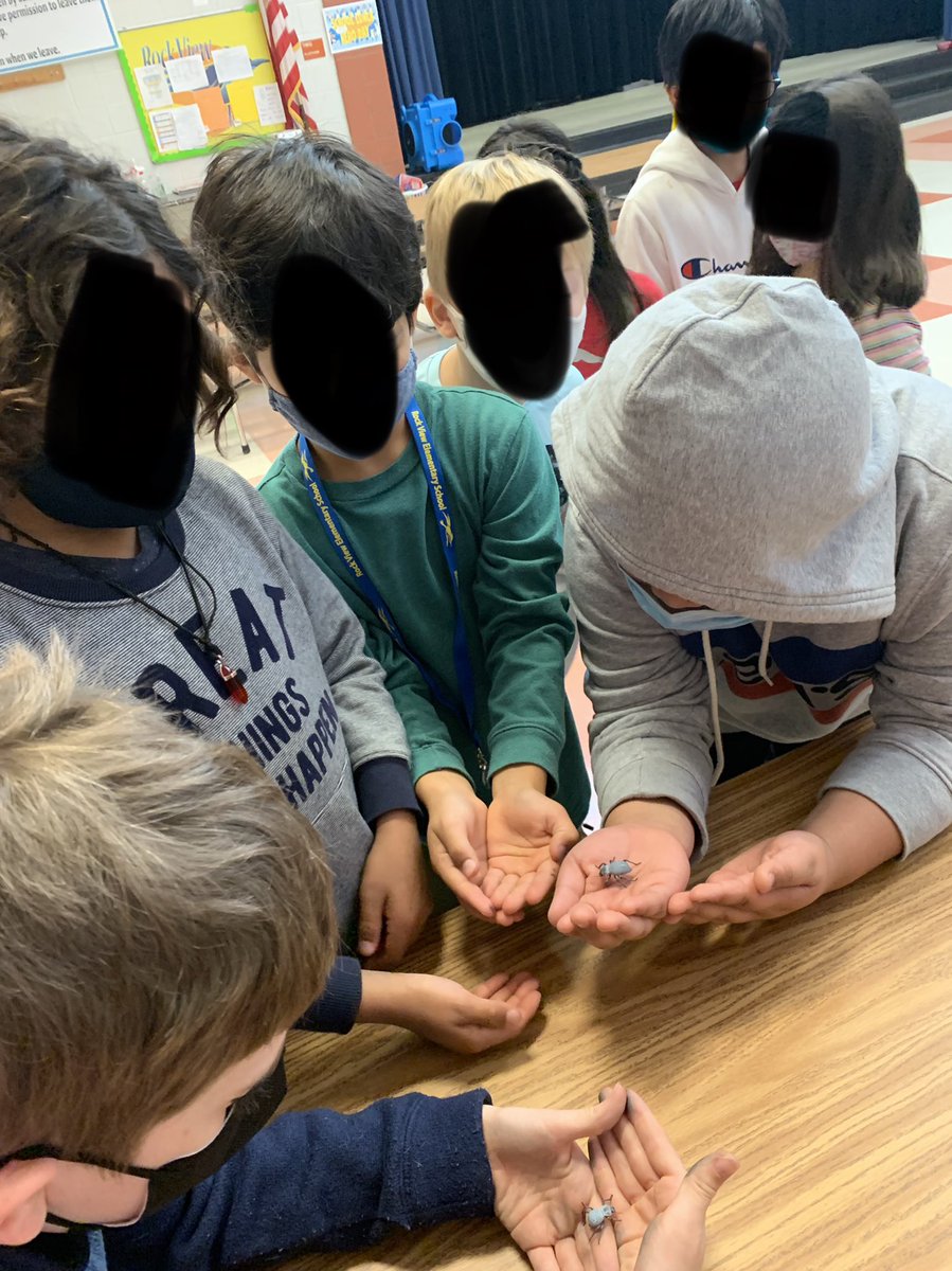TinyTeacher19's tweet photo. We had the VERY exciting opportunity to learn about life cycles and adaptations of insects today. Thank you @UMDEntomology for the excellent in-school field trip! https://t.co/uYn9mgWuOv