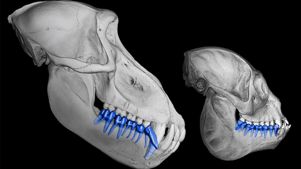 .@NCStateBioSci researchers studied an often overlooked feature to develop formulas to give scientists new insight into the lives of ancient primate species. Learn how they’re analyzing the sizes of the roots of teeth to determine primate size: ncst.at/gKXI50GzHQB