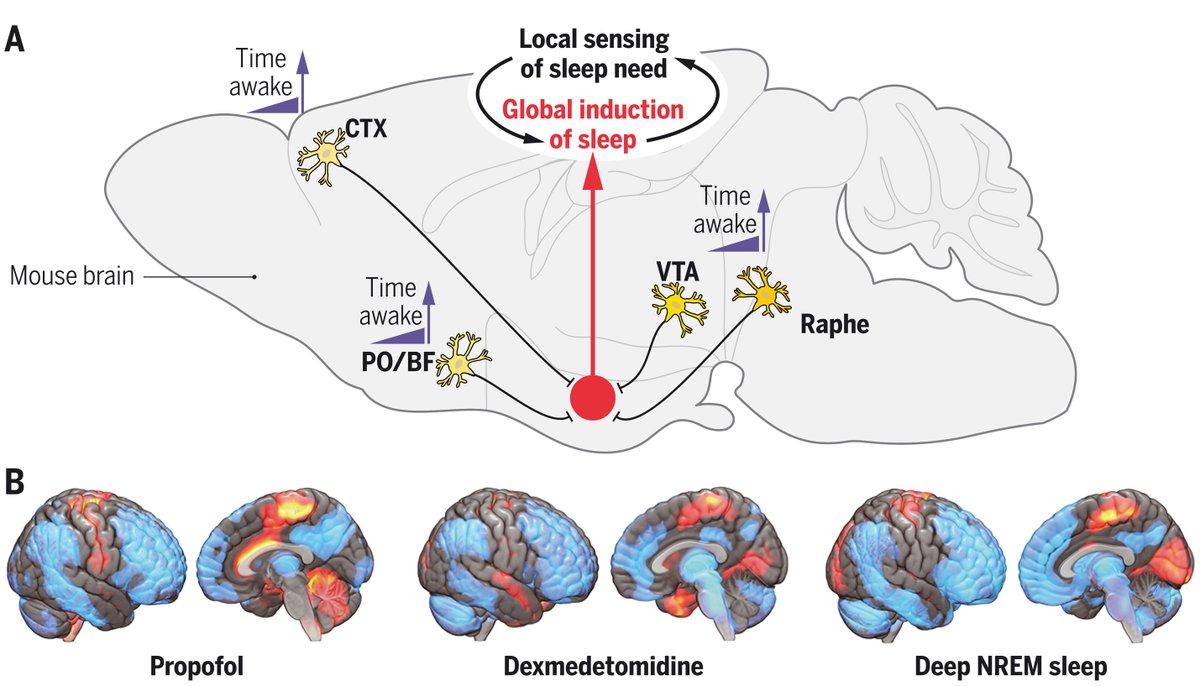 ScienceMagazine's tweet photo. Why do we sleep? 

Despite intense research, why we sleep remains one of the most baffling questions in #neuroscience. A new #ScienceReview discusses why we might sleep, what mechanisms force us to sleep when we are sleep deprived, and more. https://t.co/d5shtE3j7x #WhyWeSleep https://t.co/NmXiRe1GIw