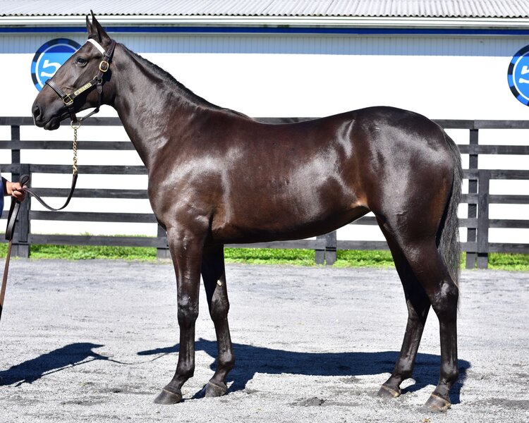 BlueChipGuru's tweet photo. Hip 47 - Uli Blue Chip - brought $165,000 today at Harrisburg. A Fatherpatrick filly, she's the first foal out of the Broadway Hall mare Defiantsnowfashion. The third dam is world champion Beat The Wheel. #BlueChipDelivers https://t.co/glu57Eid6B