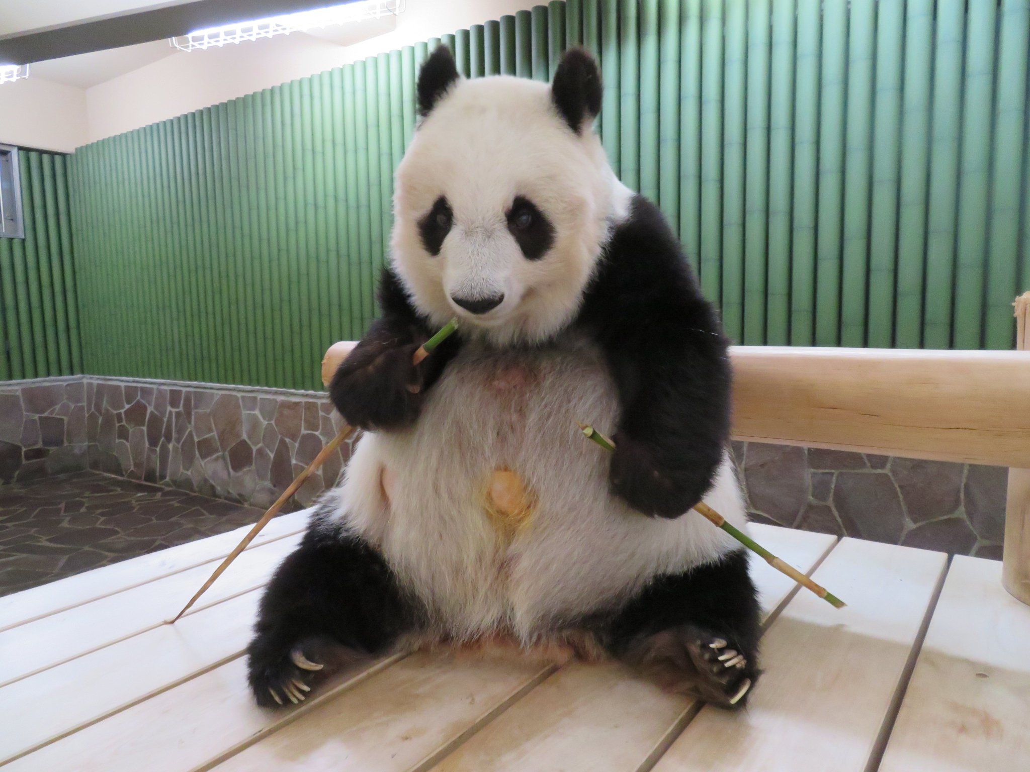 パンダのタンタン　写真の掛け時計　王子動物園 パンダのタンタン 写真の掛け時計 王子動物園 パンダのタンタン