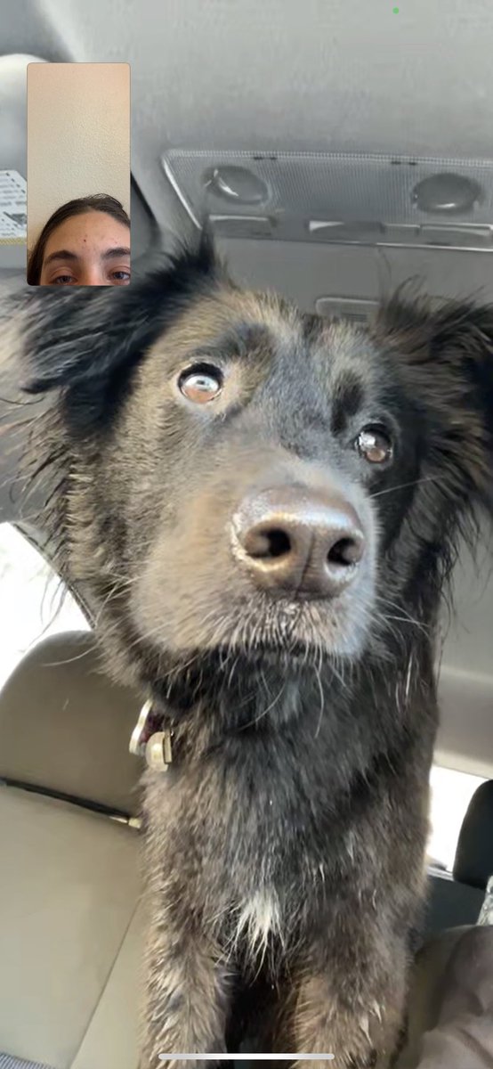 notoes_taylor's tweet photo. @jessma_honey here’s pics of my dog to help 📈 https://t.co/TwxRUxJZeC