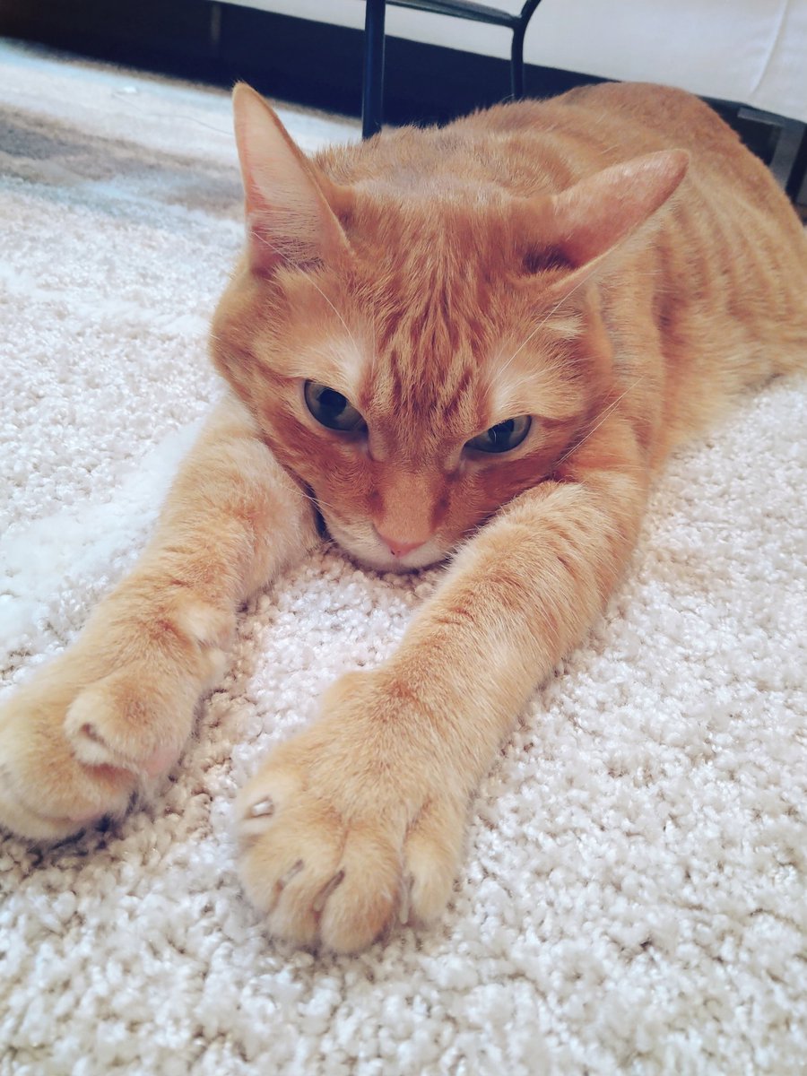 朝から爪切られて機嫌がすこぶる悪いねこ 」サワーのイラスト