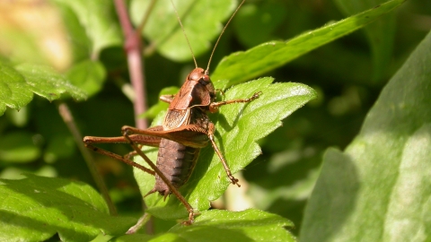 FrogJump's tweet photo. Ahh, the sound of crickets. It's music to the ears of a big jumpin' bullfrog. But when that's the ONLY sound of the Calaveras County fairgrounds during May when the #FrogJump should be happening, it's kinda sad. 

But hoping it's gonna really be jumping in 2022!

#CalaverasCounty https://t.co/KhgagjFaJK