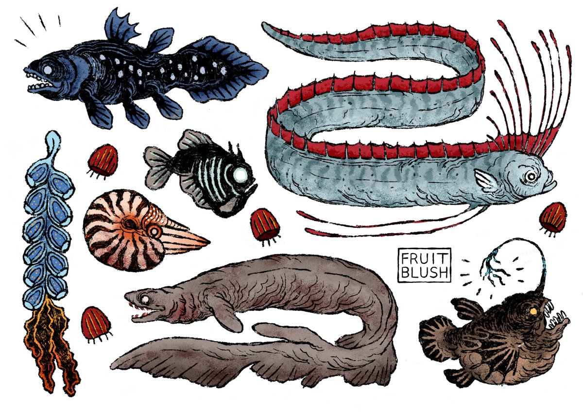 fruitblush's tweet photo. Deep sea creatures  🌊 https://t.co/9T79N2Nkfl