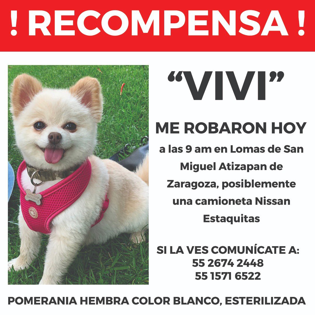 Hoy con pistola en mano se robaron a mi perrita ayúdame a compartir para que me la regresen y me la cuiden por favor.