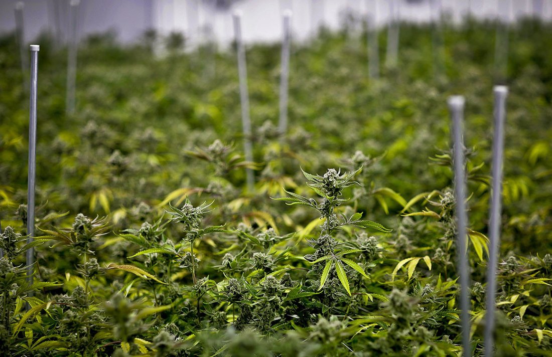 CannabisCulture's tweet photo. Veterans Affairs Rejects Cannabis Research As Veterans Plead For Medical Pot #MMJ #Veteran #research #PTSD #ChronicPain #treatment #Health #insomnia https://t.co/dOKsQCKVM2 https://t.co/HSw5lwkhjO