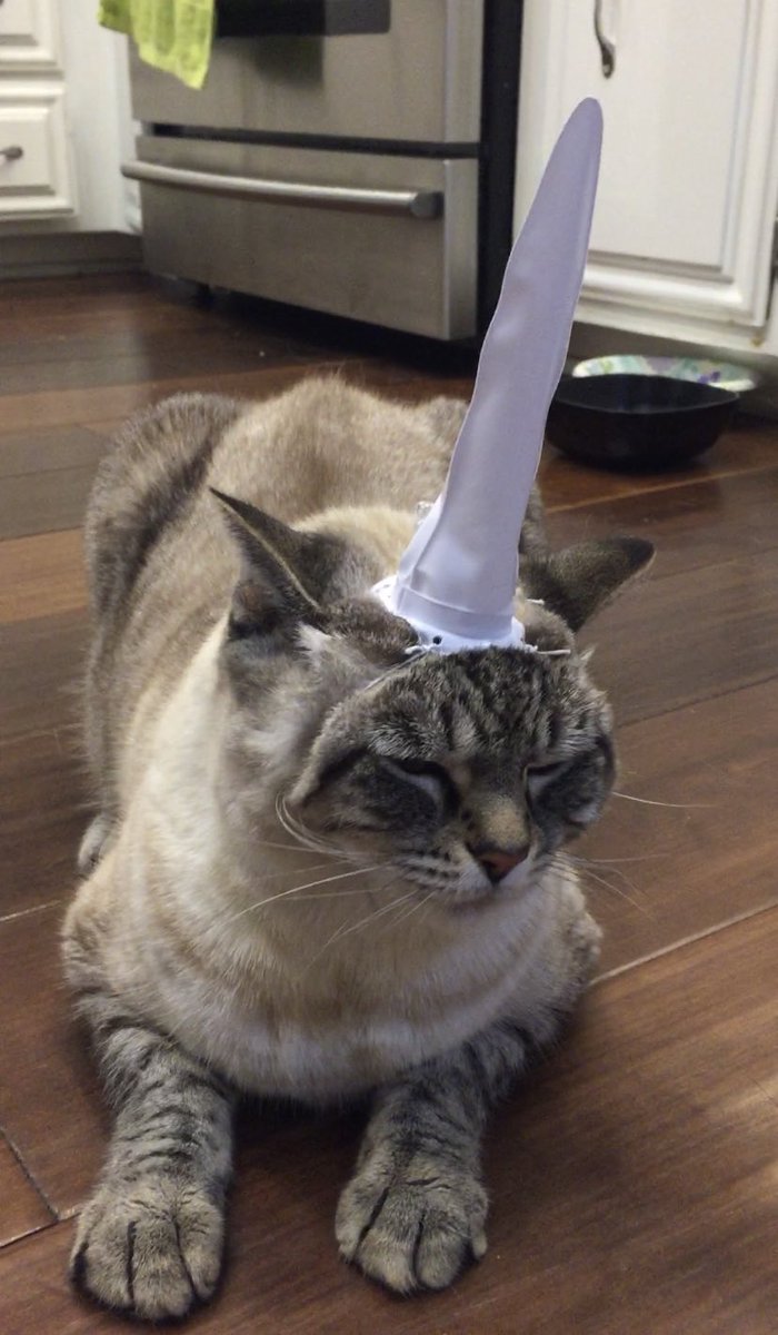 Brooklyn Haley tweet media