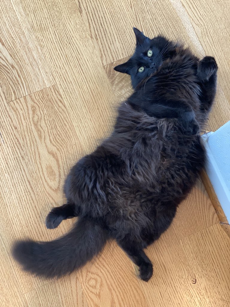lilsnackqueen1's tweet photo. @BAYC2745 I know it’s two pics, but these are my gorgeous girl Bones. We said goodbye this year (cancer). She got me through the bar exam and medical issues, and she stayed alive despite being given 2 weeks until two days after I found out I passed. Miss her sm :( https://t.co/CpbUbn6L7H