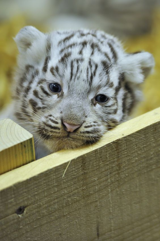 RussellAbrams80's tweet photo. White tiger cubs

#Tigers #animals #photography #RussellAbrams https://t.co/c3cVV5uRaL