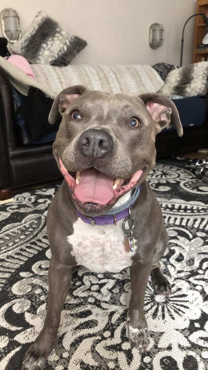 ChazzFettuccine's tweet photo. @BAYC2745 Her names Lilah 💜 https://t.co/np6w4afZsV