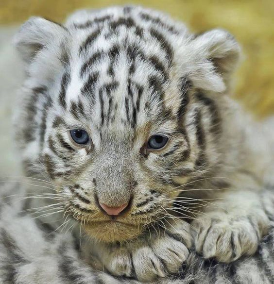 RussellAbrams80's tweet photo. White tiger cubs

#Tigers #animals #photography #RussellAbrams https://t.co/c3cVV5uRaL