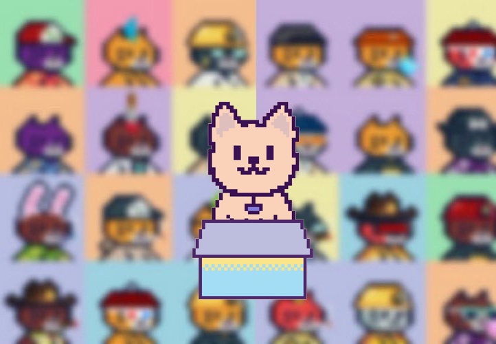 FOMO Kitty tweet media