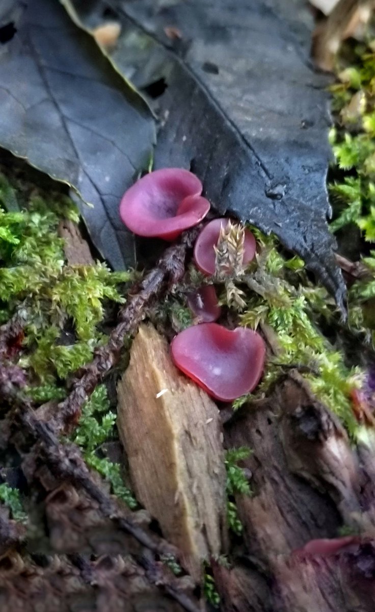 Little ones and lively.
👂Wood ear 🤭
#fungi  #mycologysociety