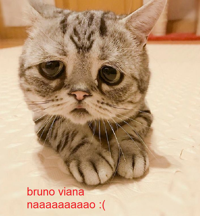 animaizinhos flamenguistas (@flanimais) on Twitter photo 