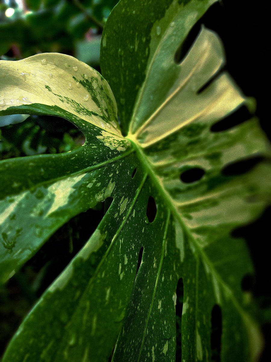 Monstera Thai constelation 💚

.
.
#monsteramonday