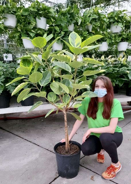ValleyviewG1970's tweet photo. New week new #staffpick 🪴 Today Dakota chose our 12” Standard Ficus Altissima Yellow Gem at $149.95. This showstopper is a high light lover and will cause some #plantenvy from your plant loving friends 💚 #ficusaltissima #showstopper #staffpick #foliageplant #plantlove https://t.co/SNm4xCXVjC