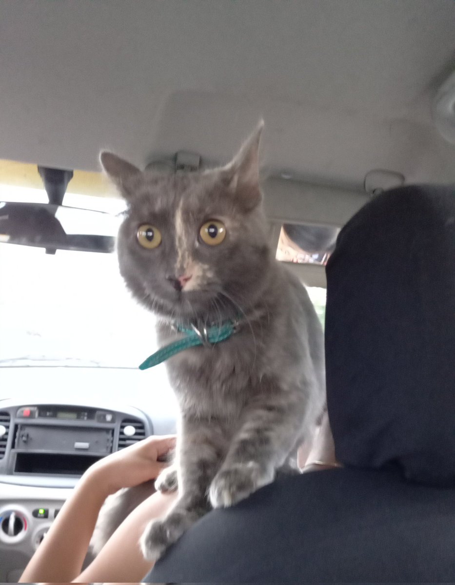 SebasKilljoy's tweet image. Yo checando que todos en el auto disfruten la música de My Chemical Romance