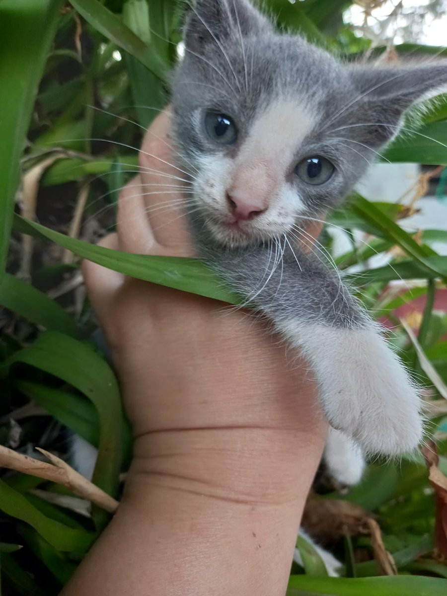 AlexChena's tweet photo. Me ayudan con RT hasta encontrarles un hogar a estos peluditos @salvandohocicos @Ayudandopeludos https://t.co/8VlGii8WNV