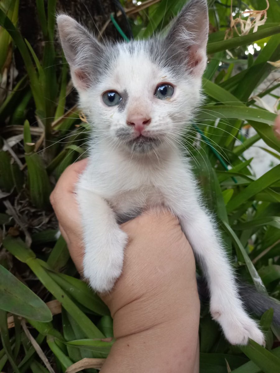 AlexChena's tweet photo. Me ayudan con RT hasta encontrarles un hogar a estos peluditos @salvandohocicos @Ayudandopeludos https://t.co/8VlGii8WNV