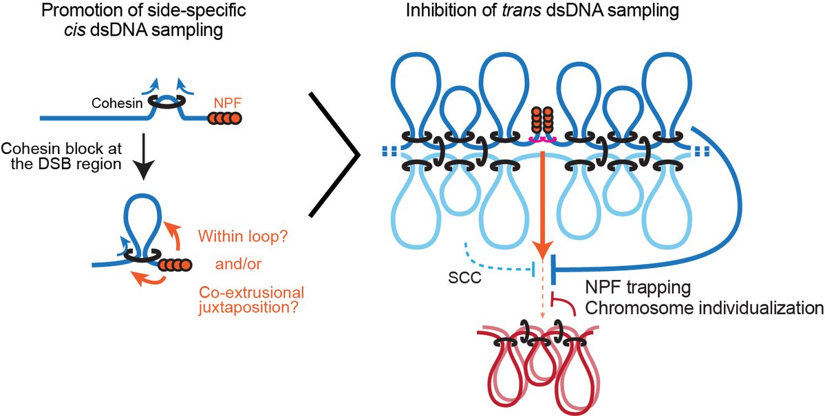 Aurèle Piazza tweet media