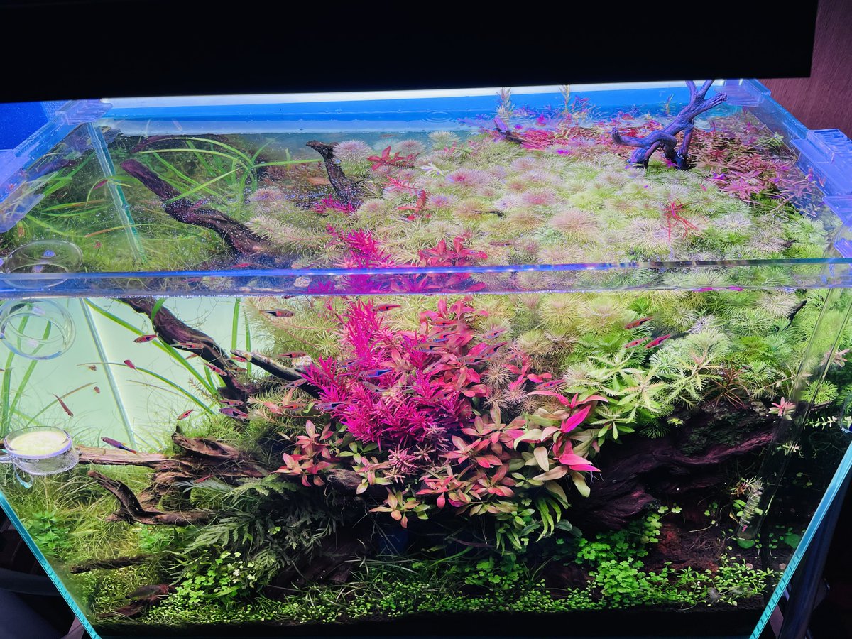 sub_aqua___'s tweet photo. おはようございます！
本日も頑張って稼ぎましょう^ ^
画像はメイン水槽を色んな角度から！です笑
本日もよろしくお願いします♪♪
#アクアリウム　#水草レイアウト  #A430 https://t.co/w1Dfpi4OVs