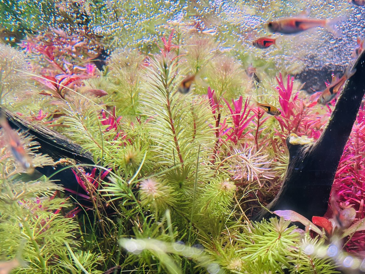 sub_aqua___'s tweet photo. おはようございます！
本日も頑張って稼ぎましょう^ ^
画像はメイン水槽を色んな角度から！です笑
本日もよろしくお願いします♪♪
#アクアリウム　#水草レイアウト  #A430 https://t.co/w1Dfpi4OVs