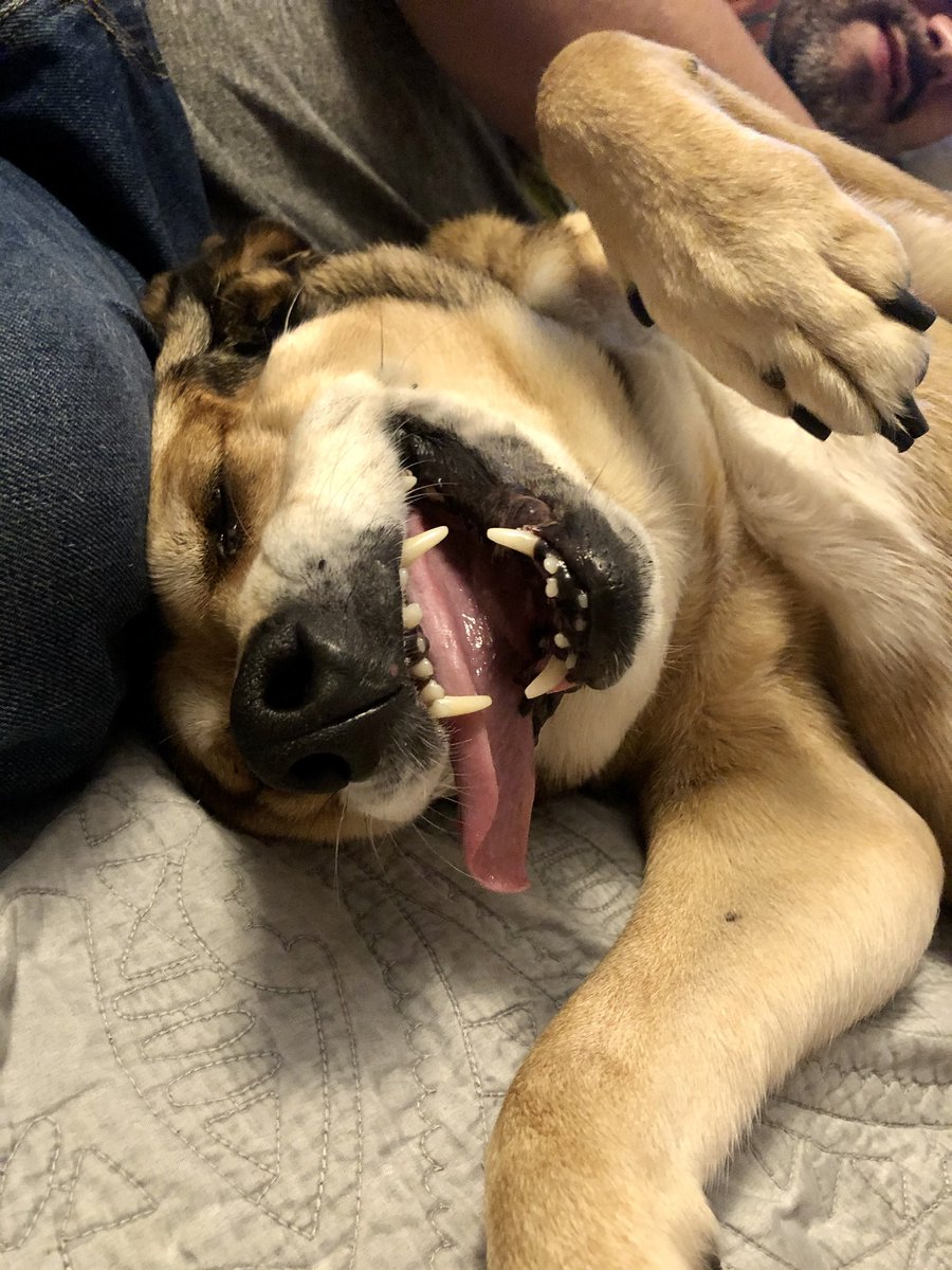 GizmoDogDaycare's tweet photo. One of our beloved clients that passed away last year. We will always miss Fifi. We love and cherish the time we get with each and every animal we care for. ♥️ #dogdaycare #shepardmix #petdaycare #weloveanimals #dogsitter #dogwalking #animalcare #animalrescue #seniordogs https://t.co/cykjGtAJV4