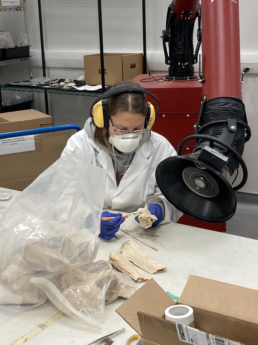 jasscn's tweet photo. Stoked that @Bramblesaurus is making headway on cleaning up the big bison bones from Calgary!  Once that’s done she’ll photograph them, we’ll collect some data on them, and then we’ll pull together a paper describing this somewhat unique record. @RoyalAlberta #iceageAB https://t.co/B1r9A6aWqW