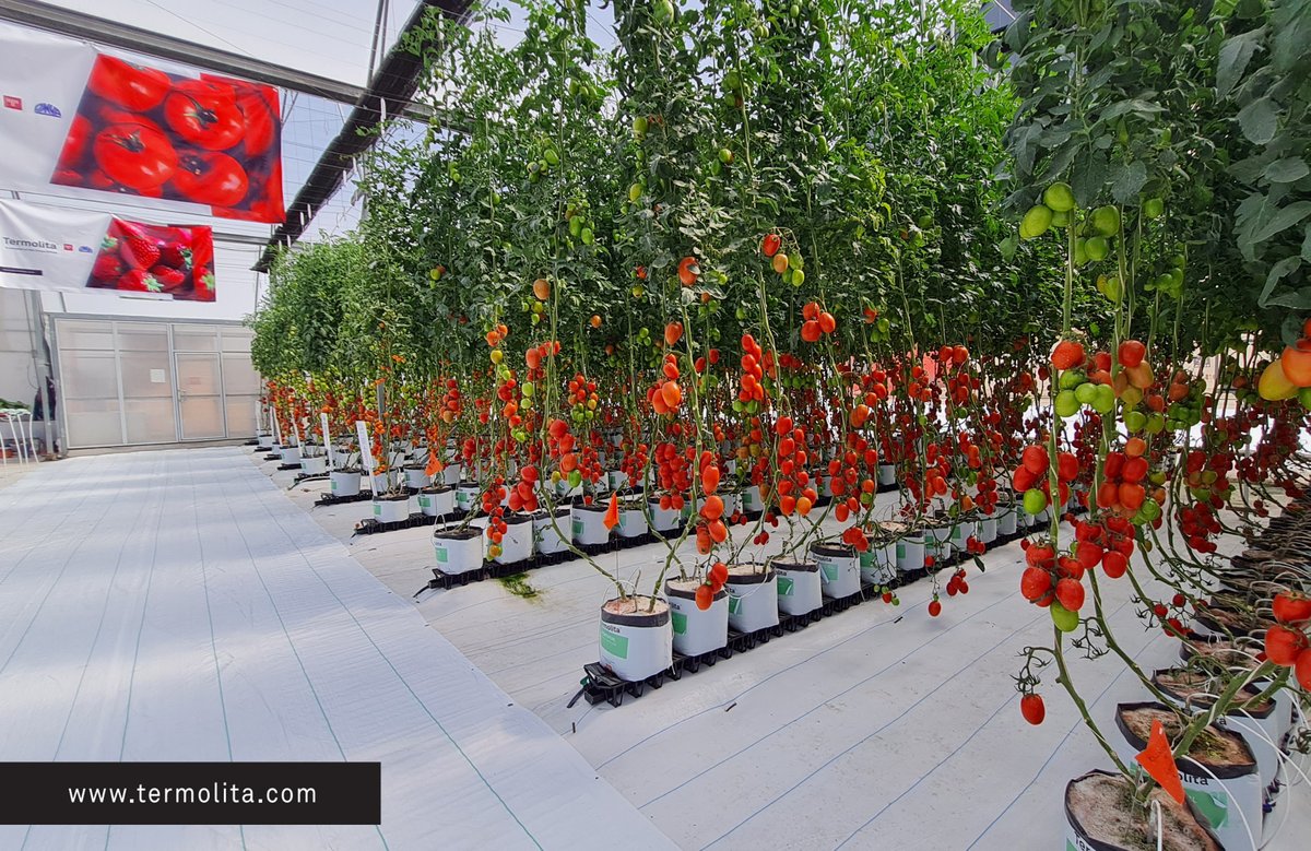 Expo Agro Alimentaria, Gto, MX. 2021. Conoce nuestras soluciones de sustratos de Perlita Mineral. En nuestro invernadero podrás encontrar cultivo utilizando nuestro HORTIPERL en Fresa, Tomate, Pepino, Higo, Morrón, entre otros. Visítanos del 9 al 12 en Invernadero 4.