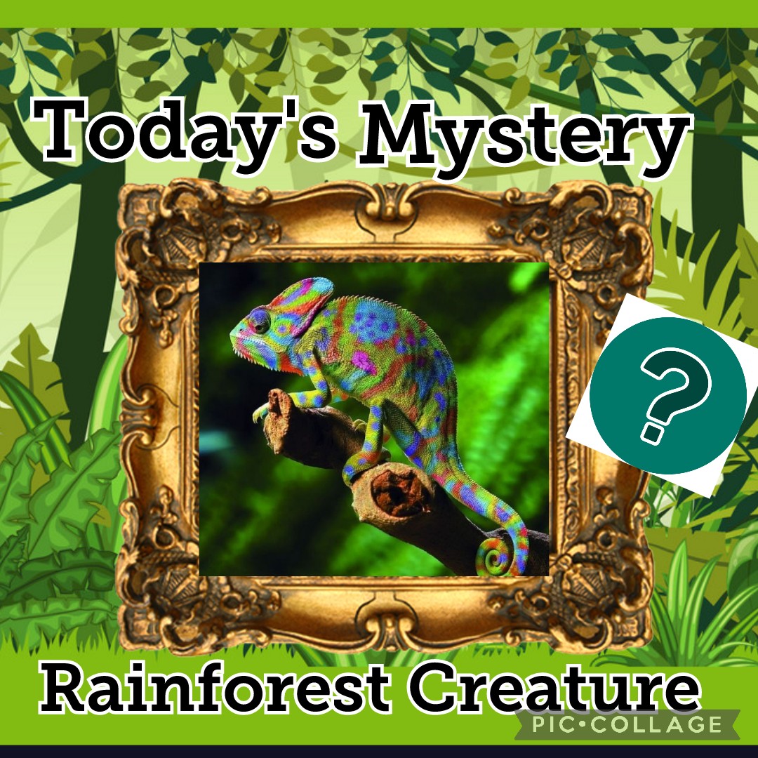 MrsTCaterpillar's tweet photo. We loved watching a clip on YouTube about today's mystery rainforest creature! Ask your child what they learned about chameleons! ❓🔎🦎#naturelovers #curiosity #SharingOurKnowledge @LADICKSON76 @MrsMacTeach1 https://t.co/YjpARPenNv