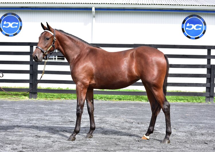 BlueChipGuru's tweet photo. Big City Nikki, consigned by Blue Chip as agent for Bruce J. Potter, brings $160,000 at Harrisburg.
This Always B Miki filly is the first foal out of the Bettor's Delight mare Big City Betty. #BlueChipDelivers https://t.co/IrVe7eFUko
