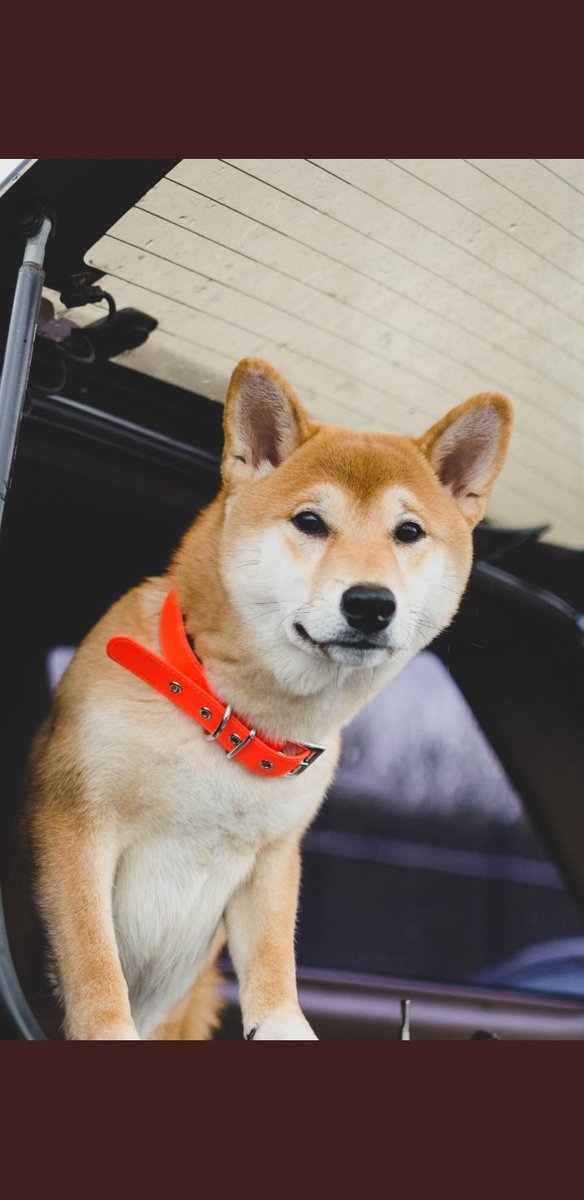 gamzermak12's tweet photo. #ElonMusk u çok özledim 😔 #DOGE #dogelon https://t.co/kXgf6NuzlA