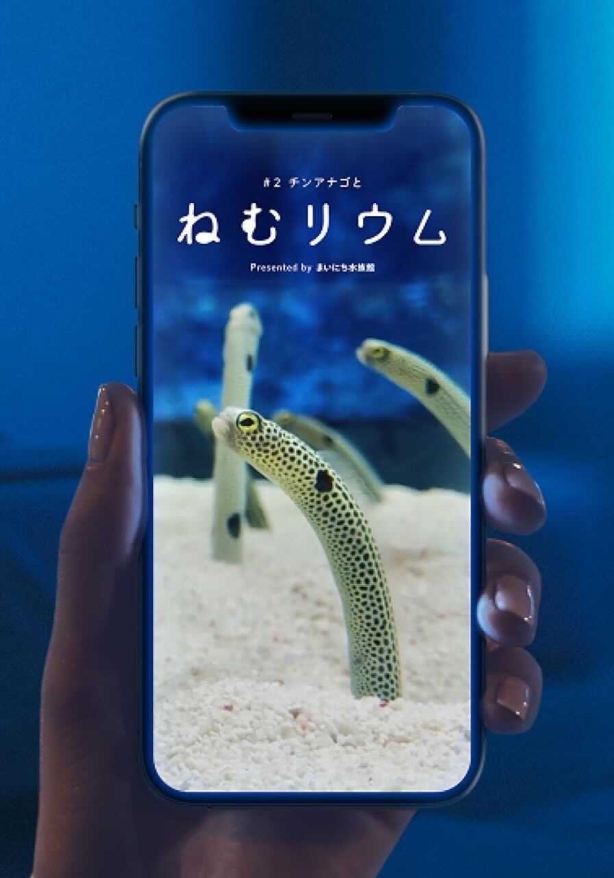 スマホでチンアナゴを見ながら寝落ち すみだ水族館で睡眠導入ライブ ねむリウム を開催 話題の画像プラス