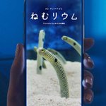 スマホでチンアナゴを見ながら寝落ち!？すみだ水族館で睡眠導入ライブ「ねむリウム」を開催!