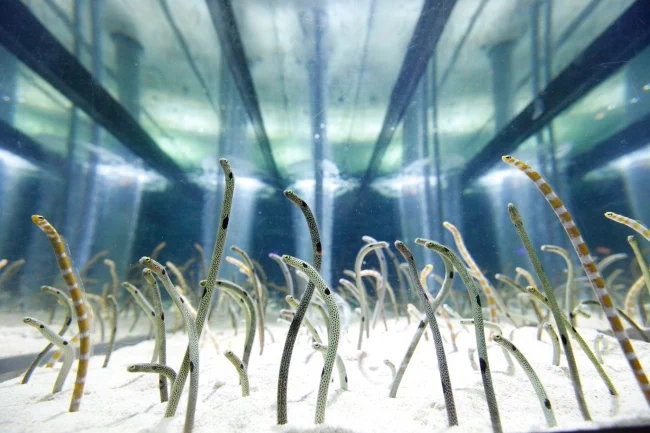 スマホでチンアナゴを見ながら寝落ち！？すみだ水族館で睡眠導入ライブ「ねむリウム」を開催！