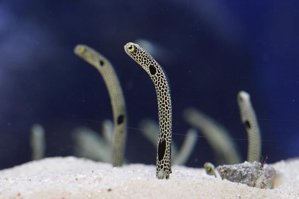 スマホでチンアナゴを見ながら寝落ち！？すみだ水族館で睡眠導入ライブ「ねむリウム」を開催！