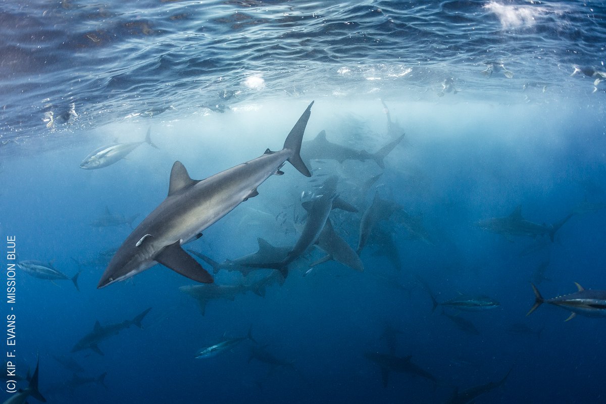 My deepest congratulations to Ecuador on the expansion of the Galápagos Marine Reserve, and to Ecuador, Panama, Costa Rica, Colombia, and all involved on the historic announcement of the Eastern Tropical Pacific Marine Corridor at #COP26.