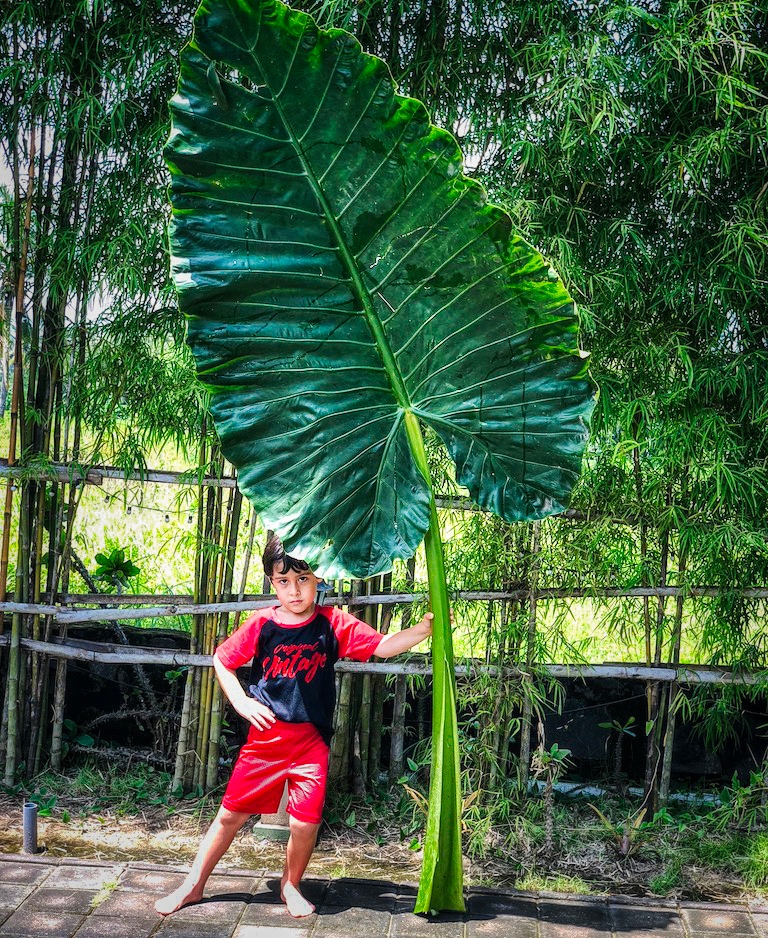 TheFloatingLeaf's tweet photo. #bigleaf #floatingleaf #notplayingaround #itsbiggerinBali  #selfdevelopment #mentalhealthmatters #personaldevelopment #personalgrowth https://t.co/EOmsSrr4br