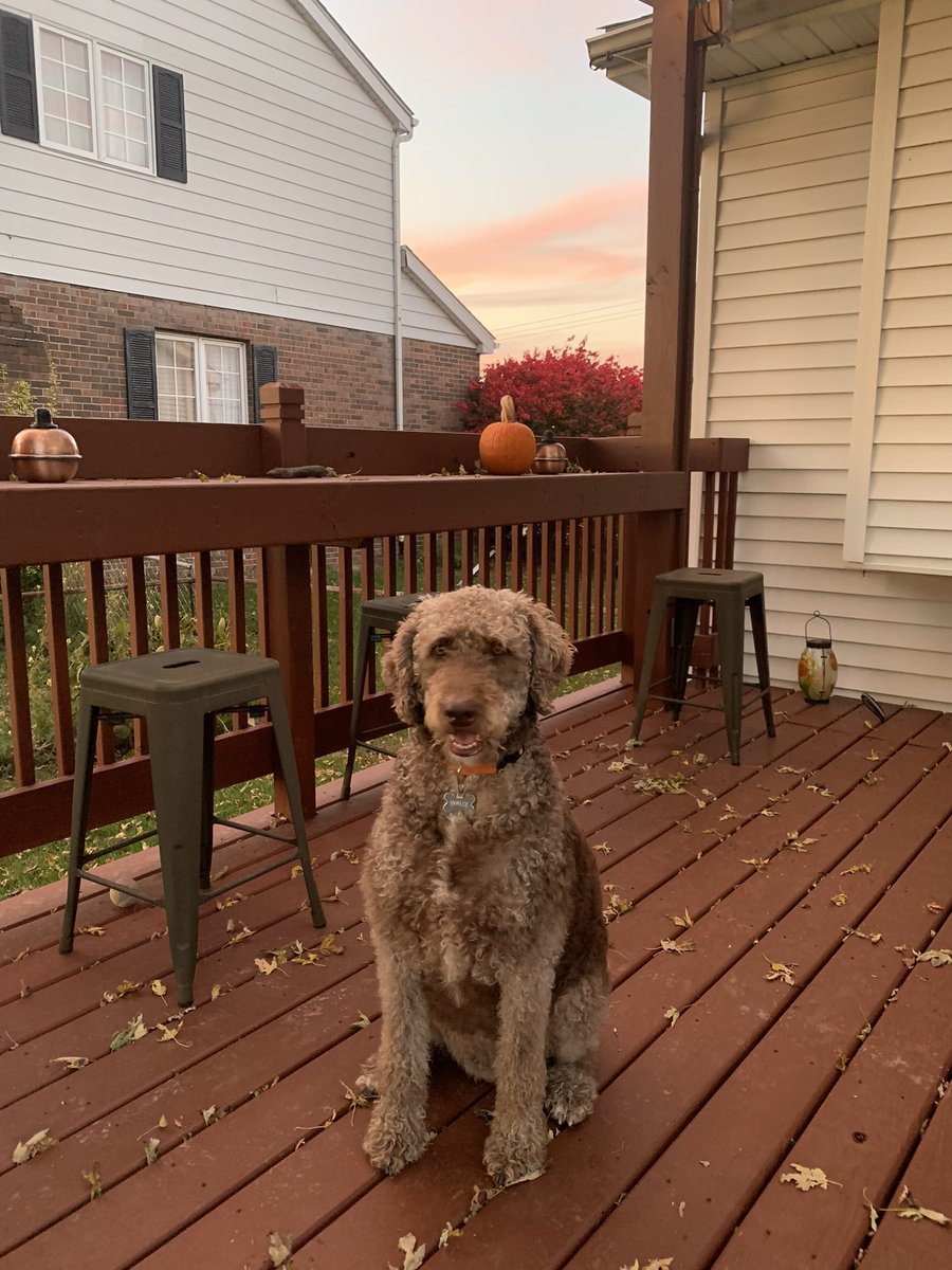 fatdogjog's tweet photo. It’s Fall, y’all. Get out there and catch that beautiful sunset if you can! 🍁☀️ #fall #sunset

#patiopuppy #fatdogjog #dogsoftwitter #dogsofturf #labradoodles #labradoodlesoftwitter #doodlesoftwitter #doodledogs https://t.co/SnKKnkvZnq