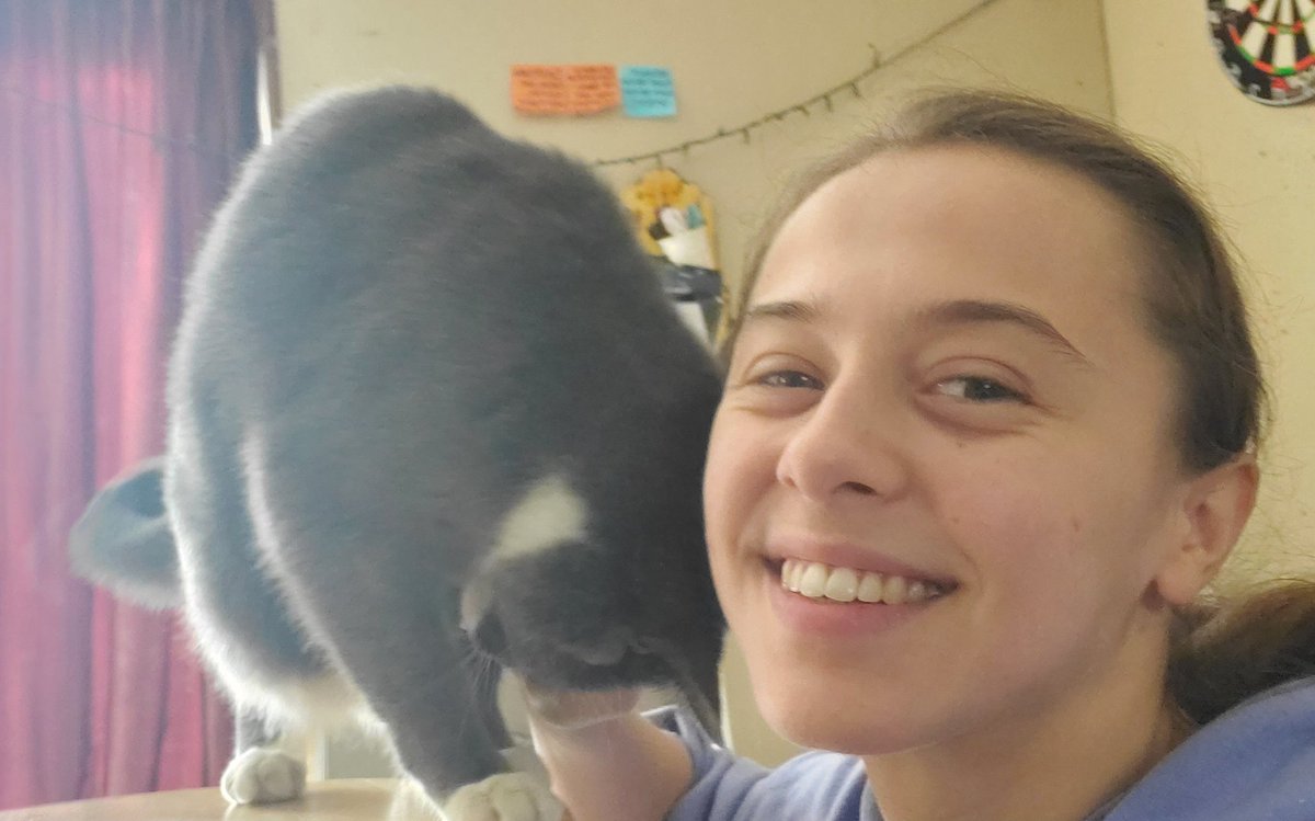VNikamori's tweet photo. Daisy giving me a head bunt! #cats #CatsOnTwitter she makes me so happy ❤️ https://t.co/YCg8wbRHmr