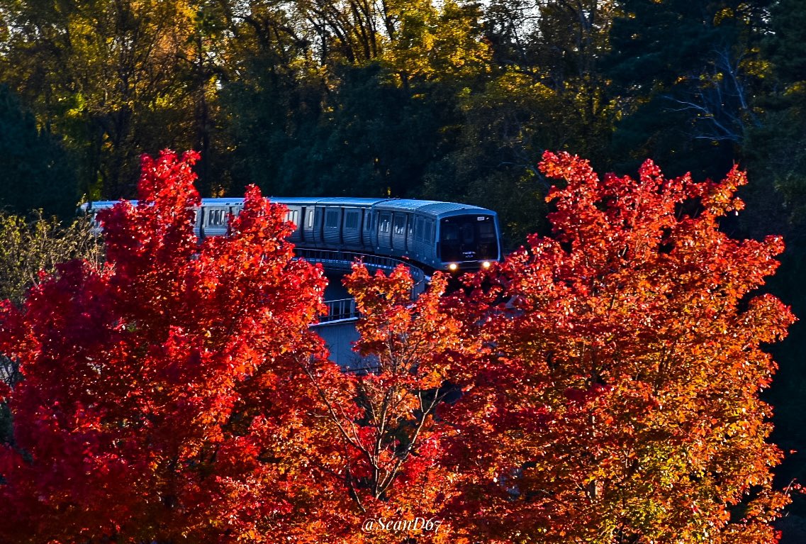 seand6711's tweet photo. MARTA train zooming through the Trees!! 📸🍁🚇 @buckheadatl @seand6711 #photography #atlanta #martatrain #trees #landscape #nature #nikon #train #sunny #foliage #autumn #photography #leaves #perspective #fall #streetphotography https://t.co/ztvkFYS7Nz