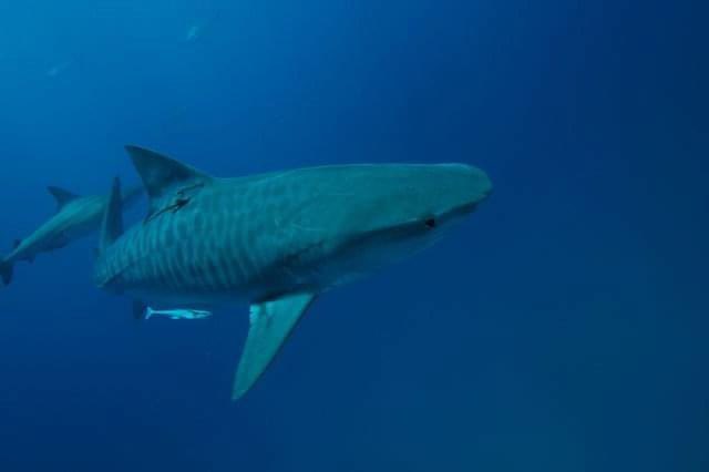 Rob Harcourt tweet media