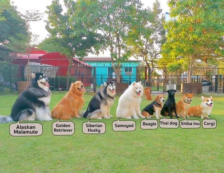 ZOO_FESS's tweet photo. Zoo kalo dikasih kesempatan buat memelihara anjing milih yang mana? Kalo sender milih Shiba Inu, lucu bangettttt https://t.co/SzLhVu4st5