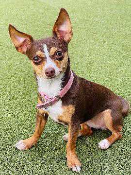 SoCAL MISSING DOG ALERT: Chi Chi is lost at Hollywood and Vista. She’s chipped: 956000012398213. If you’ve seen or found her please call 800-252-7894 and PLEASE RT CHI CHI!