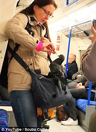 a_london_pigeon's tweet image. .. on the Northern Line underground railway between Bank and Moorgate stations #London #February2017