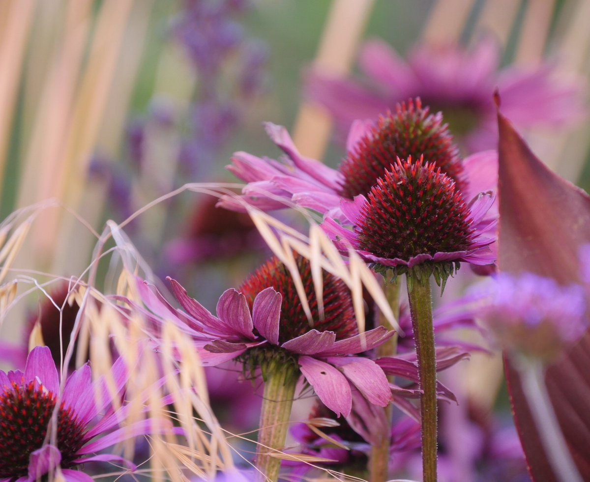 JulieMerrall1's tweet photo. E is for a riot of Echinacea..... #AlphabettyBlooms #Flowers #gardentherapy #EveryoneNeedsNature #MentalHealthMatters #flowerphotography #natureheals #coloureverymoment https://t.co/Qi5zKAJaNJ