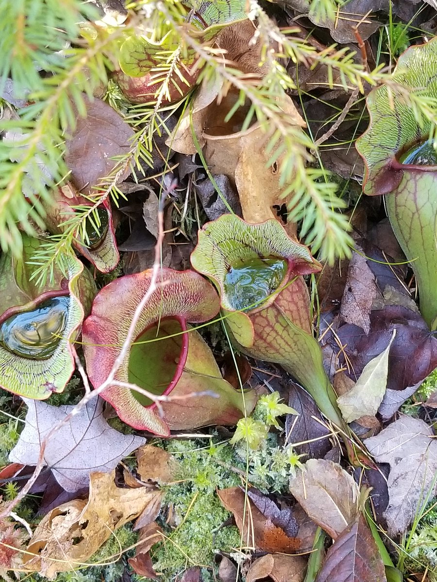 jscaplan18's tweet photo. I've seen plenty of pitcher plants in greenhouses but this was the first time I've seen them in the wild. So neat! https://t.co/bdrcEW5SzB