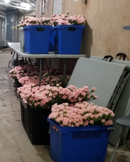 TombFoundation's tweet photo. Ever chop ends off of 10k carnations &amp; get them in water? Dean Kueter, Kelly Cushman, Jim Pattison, &amp; CJ Buche did today for Flower Ceremony at Tomb 9 &amp; 10 Nov.  #TUS100 https://t.co/uC2zWK2EJN